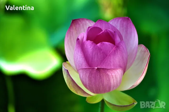 Лекции - беседи, подходящи за семинари и събития за личностно и духовно развитие, снимка 2 - Други курсове - 48363933