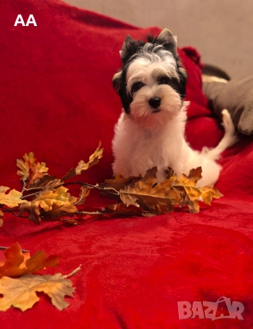 Йорки Бивер с родословие, момиче, снимка 3 - Йоркширски териер - 52332172