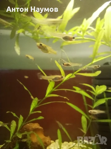 Гупи ендлер , снимка 1