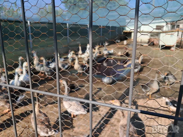 Продавам гъски и патици