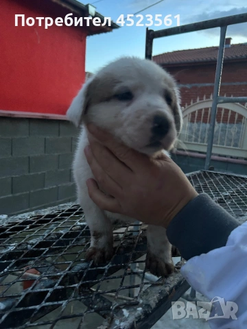 Сао-Алабай, снимка 11 - Алабай - 53023409