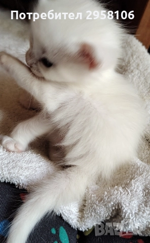 котенца бели,4 мес, снимка 13 - Британска късокосместа - 50837290