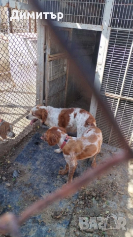 Бретон шпаньоли, снимка 3 - Бретон шпаньол - 52665123