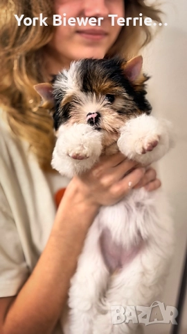 Йорки, страхотни момчета и момичета с родословие за деца и възрастни!, снимка 2 - Йоркширски териер - 52928243