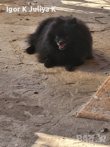 уникален померан тип черна перла, невероятно красив.  , снимка 2 - Померан - 50666317