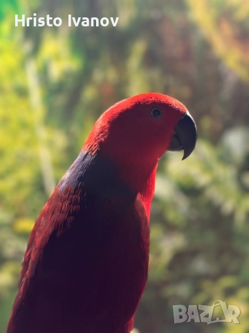 Еклектус, снимка 1