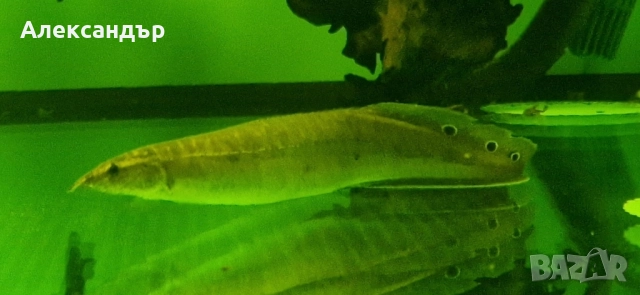 macrognathus siamensis