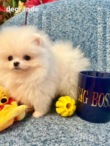 Уникален мъжки померан в продажба