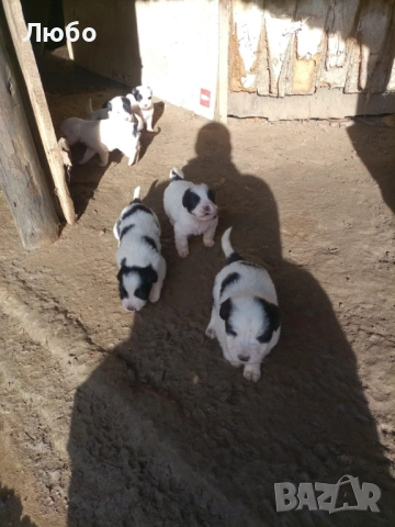 Подарявам малки кученца -каракачанки