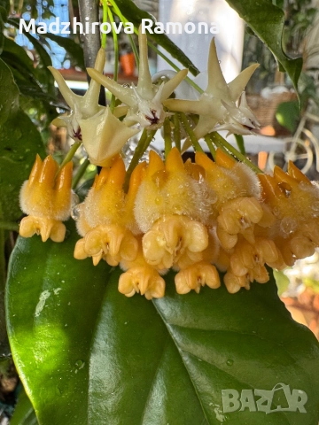 Hoya Lasiantha 