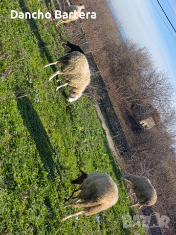 Офце, снимка 3 - Овце - 52957855