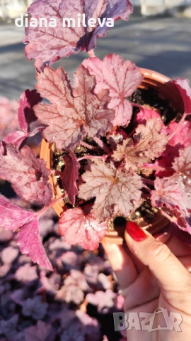 Хойхера  Amethyst Mist, снимка 2 - Градински цветя и растения - 52544153