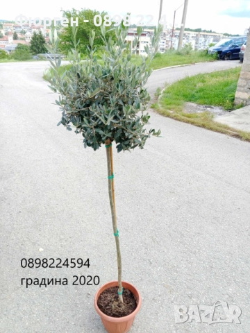 Маслина- 3 сорта , снимка 4 - Градински цветя и растения - 38697287