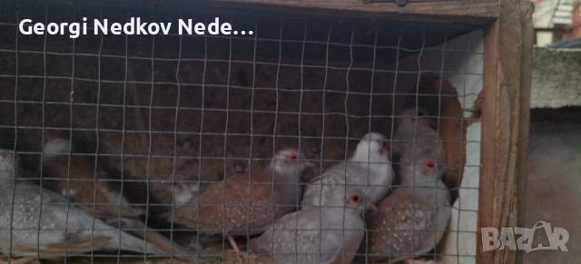 Продавам диамантени гугутки, снимка 6 - други­ - 52755830