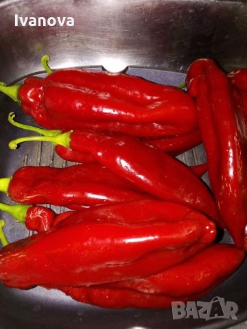 Предлагам всички видове разсад  , снимка 4 - Сортови семена и луковици - 28091631