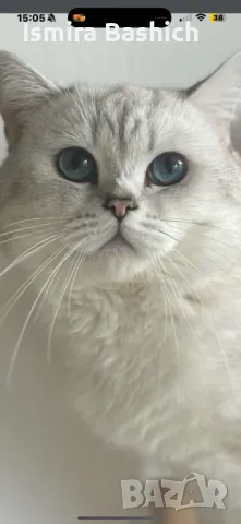 Британец за разплод, снимка 9 - Британска късокосместа - 49222261