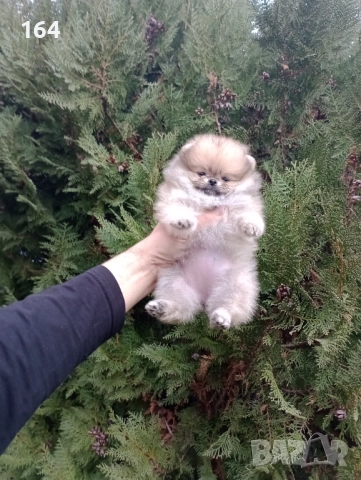 Бели Померани. Реални снимки от 15.12.25 г., снимка 15 - Померан - 52719427