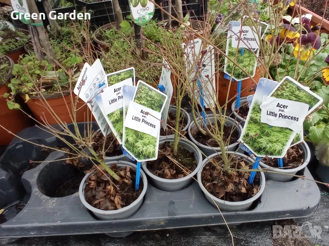 Клен - Acer Little Princess , снимка 2 - Градински цветя и растения - 53067683