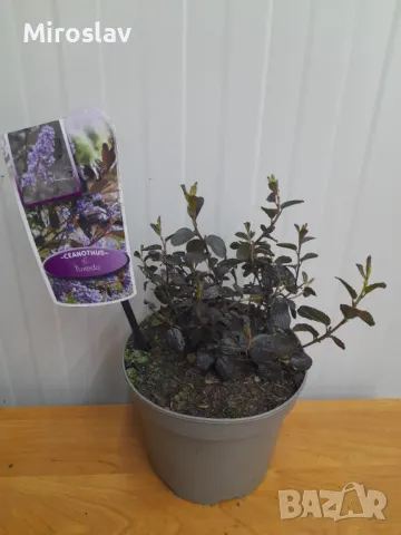 Калифорнийски люляк (Червенолистен)