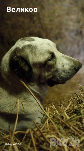 Алабай кученца Мъжкари , снимка 11 - Алабай - 52933193