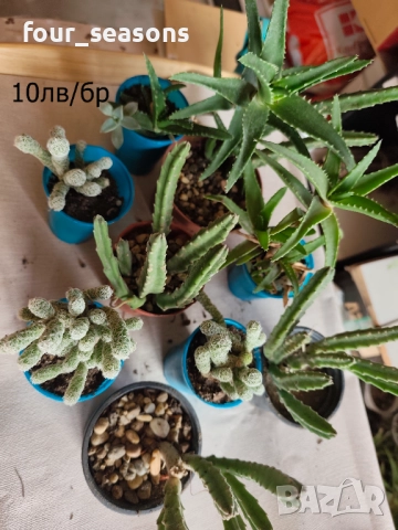 Кактуси, снимка 7 - Градински цветя и растения - 51905969