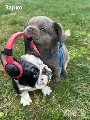 Френски булдог, снимка 7 - Френски булдог - 51950911