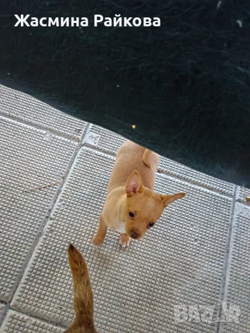 Сърнист пинчер , снимка 1