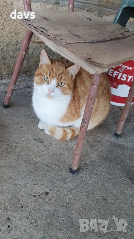 Рижави котета на 6 мес. търсят дом, снимка 9 - Други - 53116819