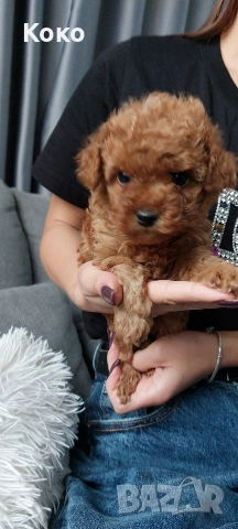 Той пудел/пудели 