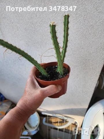 Selenicereus Grandiflorus, снимка 3 - Стайни растения - 50243871