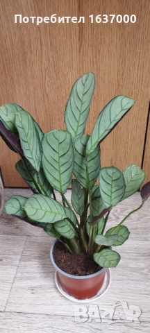 Ктенанте Амагрис 