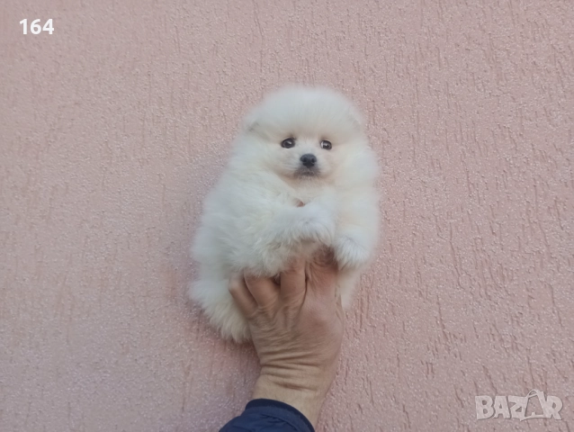 Померан. Реални снимки от 26.12.25 год. , снимка 4 - Померан - 52850850