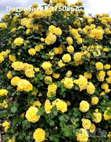 🌹 РОЗА 🌹Gpt RIMOSA® (Gold Bunny®) Meigro-Nurisar, снимка 2 - Градински цветя и растения - 51183293