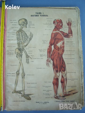 1881 Голям руски Анатомичен атлас 