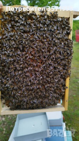  Пчелни отводки - записване 2024