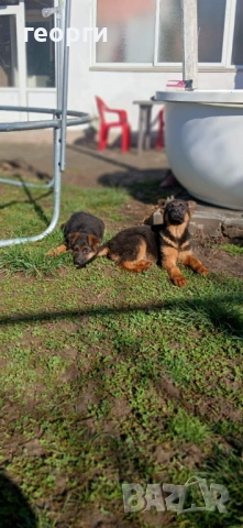 Малки Немски Овчарки, снимка 9 - Немска овчарка - 52824581