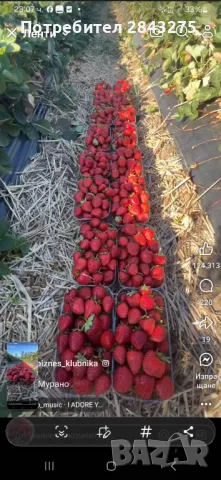 Продавам разсад ягоди 