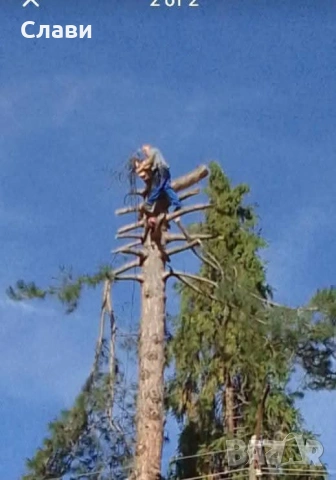 Рязане на високи и опасни дървета 