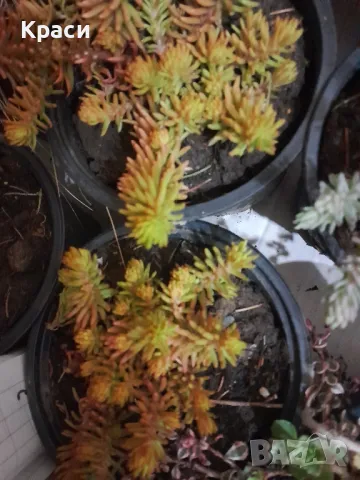 Седум анжелина