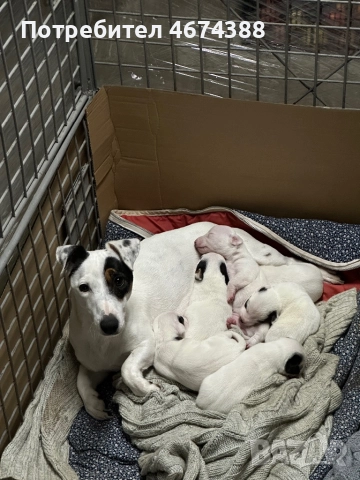 Джак Ръсел териер, снимка 4 - Джак ръсел териер - 52731550