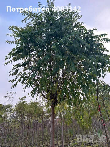 Кълбовидна Акация