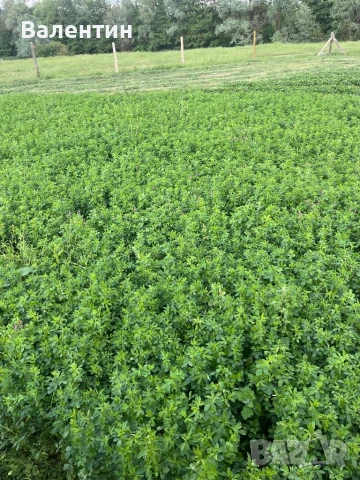 Продавам Бали люцерна,сено реколта 2025, снимка 2 - За селскостопански - 46343308