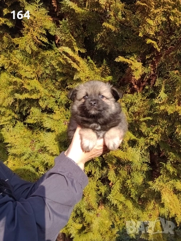 Немски Шпиц. Момче. , снимка 3 - Померан - 53508637