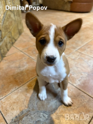 Басенджи (Basenji) – Елитни кученца от развъдник, снимка 2 - Други - 53605389