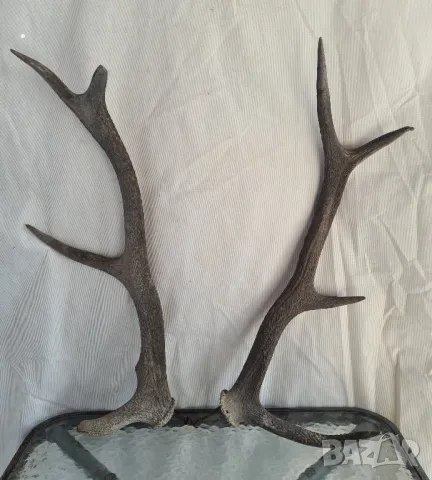 Рога от елен за декорация на дома във много добро състояние са