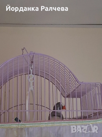 Птици Финки, снимка 3 - други­ - 52884394