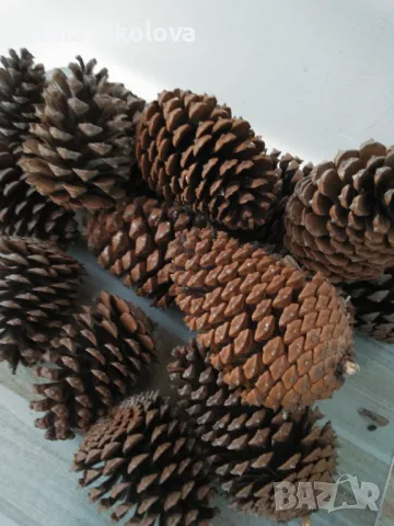 Шишарки  за декорация