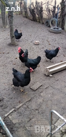 Кокошки и петел Австралорп, снимка 5 - Кокошки и пуйки - 53276015