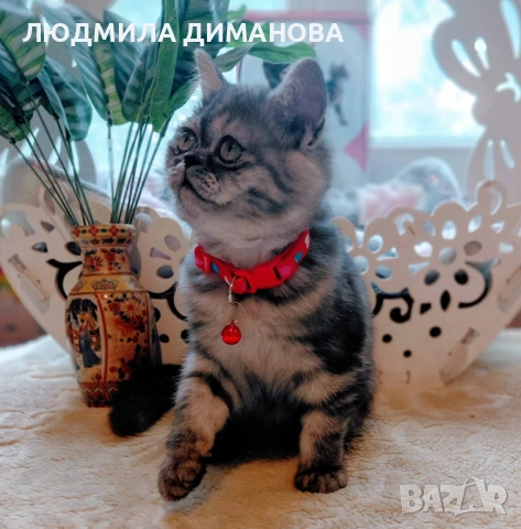 Персийско екзотично момиче., снимка 4 - Персийска - 52655649