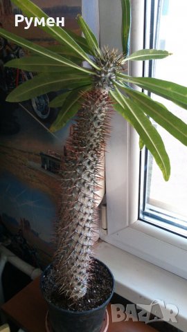 Пахиподиум, Мадагаскарска палма, снимка 3 - Стайни растения - 26883675